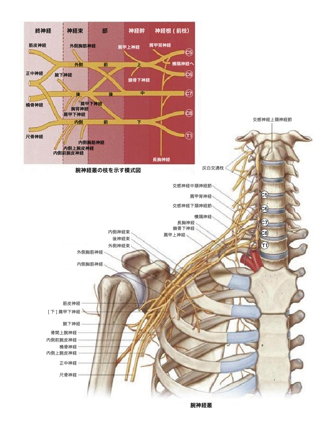 神経ブロック：斜角筋神経 - Procedures Consult