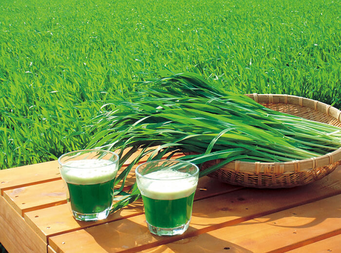 PROGREEN プログリーン公式サイト