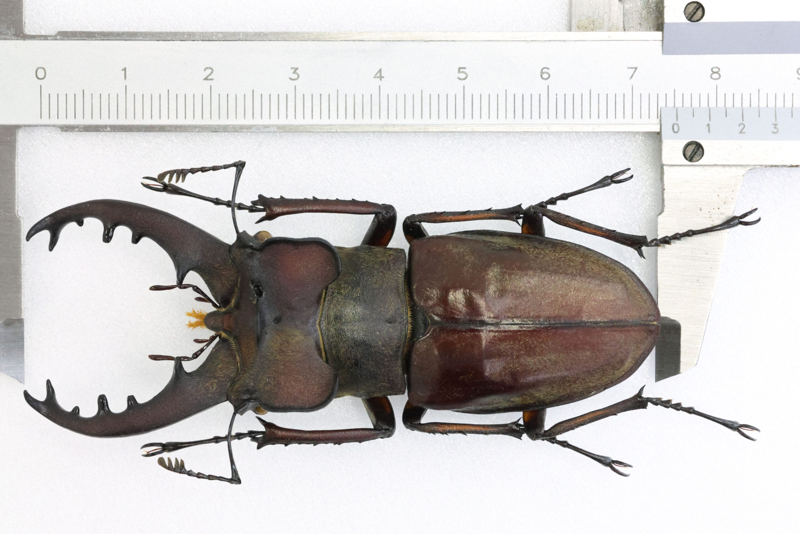 75.1 ㎜ ］間違いなく茨城県側！ | Project WILD MUSEUM クワガタ大図鑑