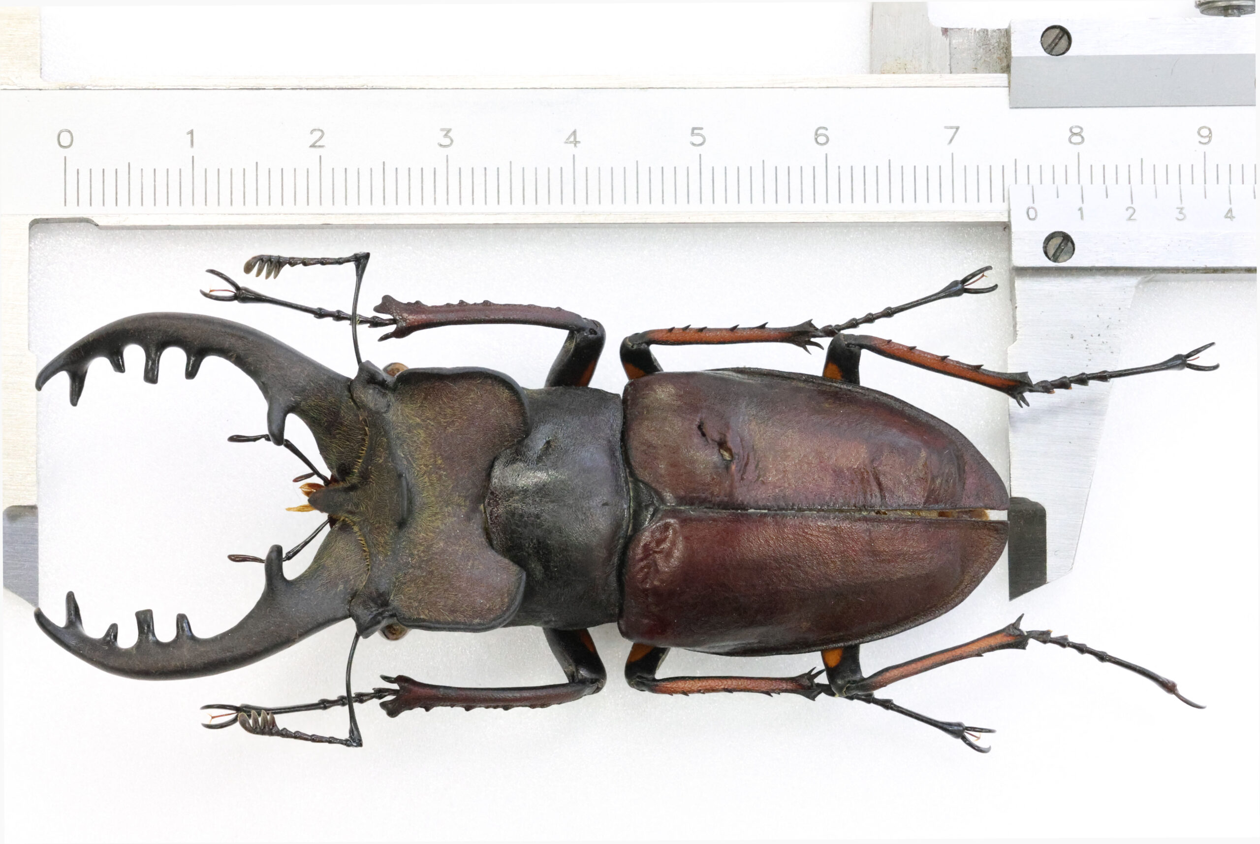 76.1 ㎜ ］和歌山の特大ミヤマ | Project WILD MUSEUM クワガタ大図鑑