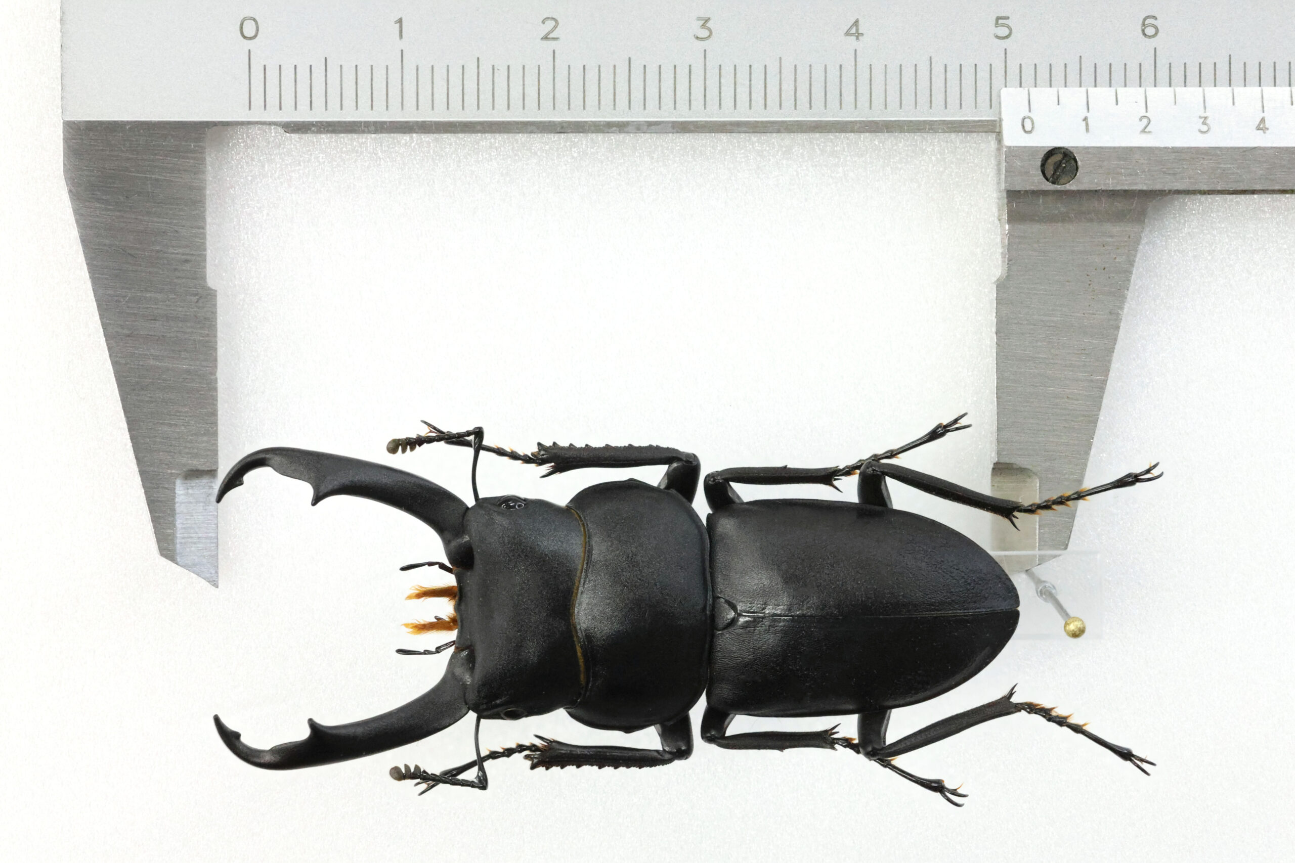 51.1 ㎜ ］ライトに、こんな大きな個体が | Project WILD MUSEUM