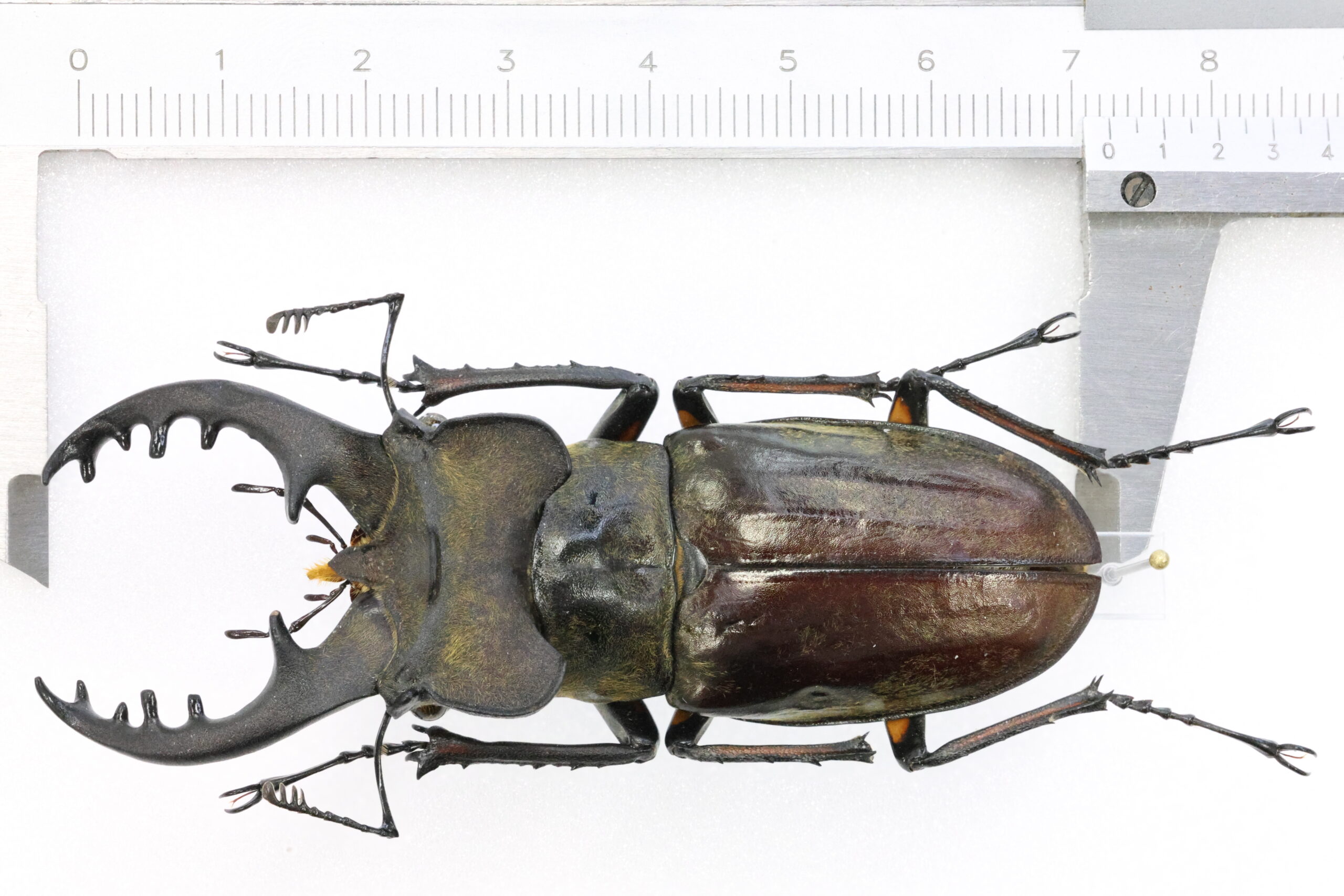 72.5 ㎜ ］2022年のトップ4 LAST | Project WILD MUSEUM クワガタ大図鑑