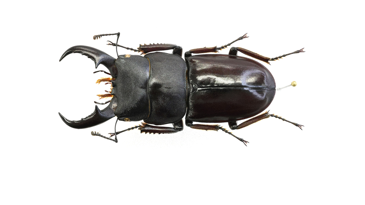 49.5 ㎜ ］元祖赤いヒラタクワガタ | Project WILD MUSEUM クワガタ大図鑑