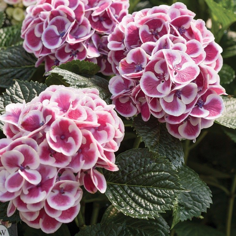 CITYLINE® Mars Bigleaf Hydrangea - Proven Winners ColorChoice