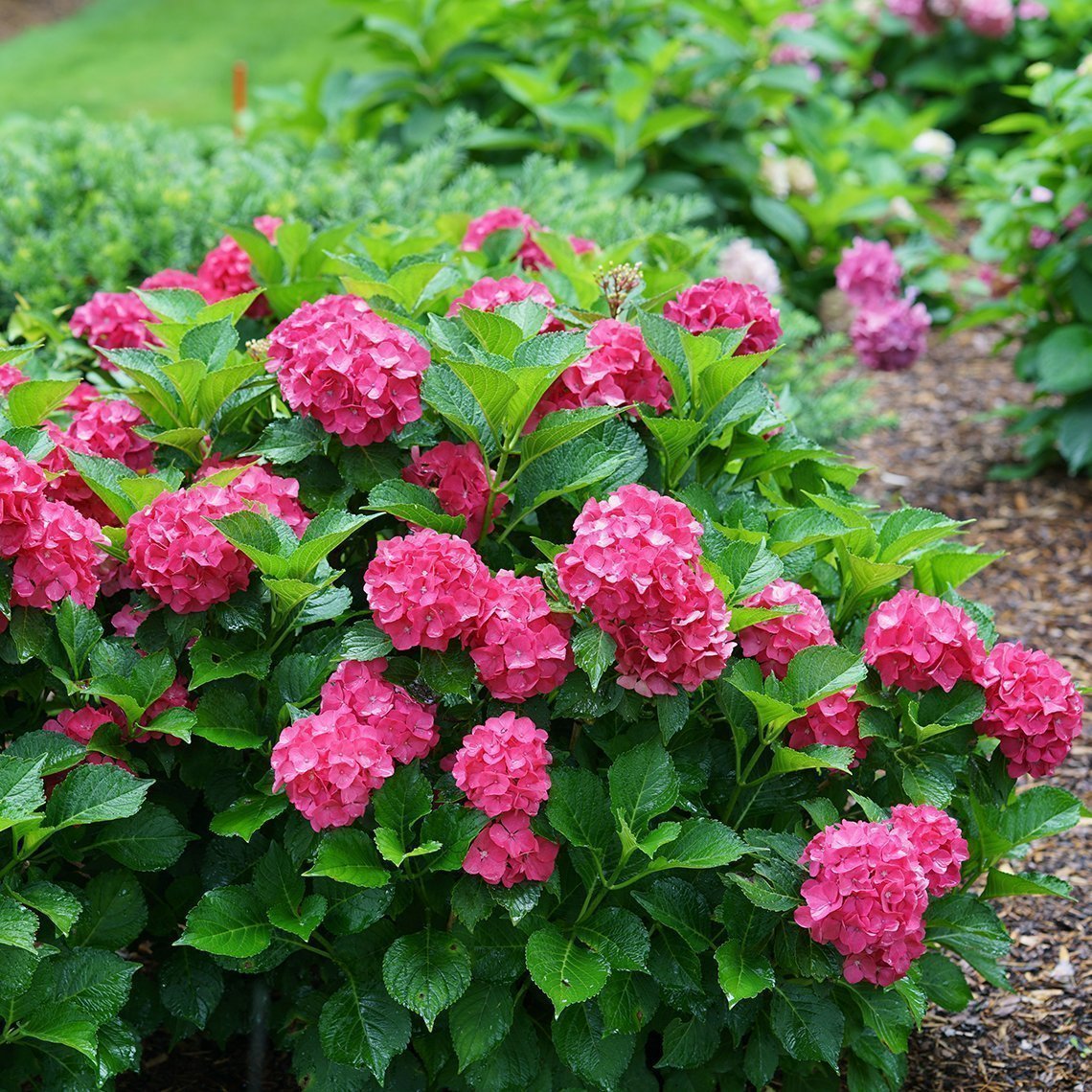 CITYLINE® PARIS Bigleaf Hydrangea - Proven Winners ColorChoice