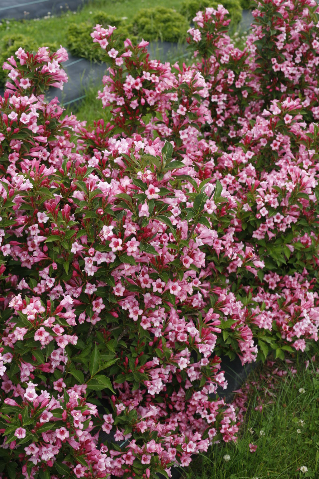 Czechmark Twopink® - Weigela florida | Proven Winners