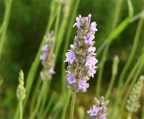 グラッペンホールラベンダー・無農薬9cmポット苗 | ハーブ苗の通販 無