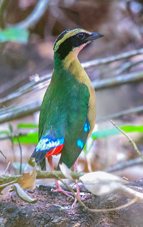 BIRDER (バ ーダ ー) 2006年02月号