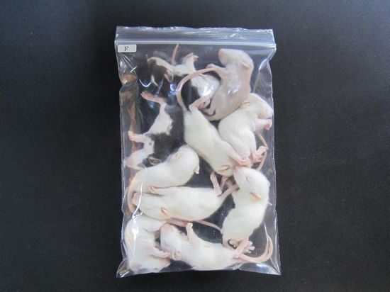 r02 | 国産冷凍ラット販売