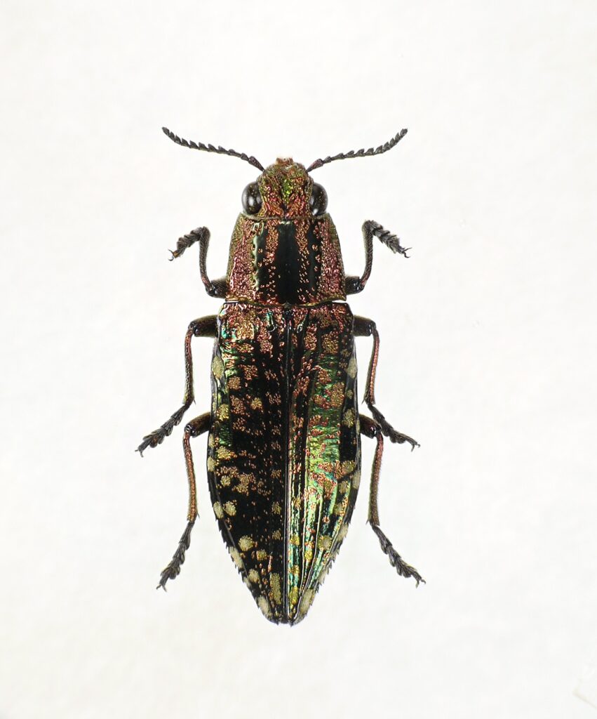 クロマダラタマムシ | レッドデータブックおおいた2022