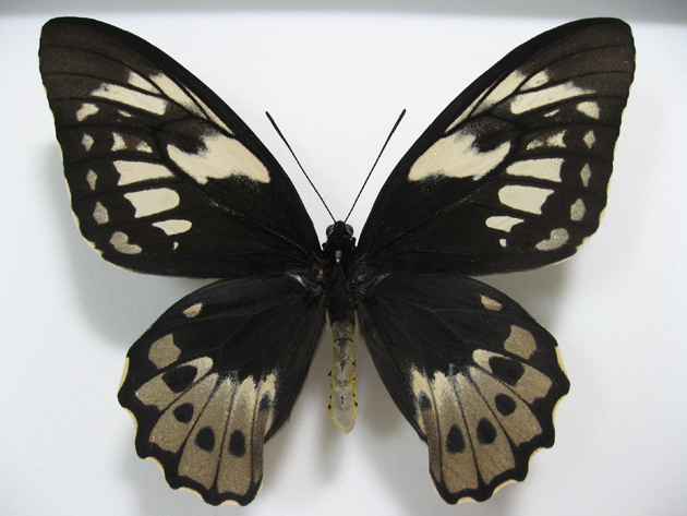 オビトリバネアゲハ Ornithoptera aesacus ～ 蝶の標本 麗蝶 ～