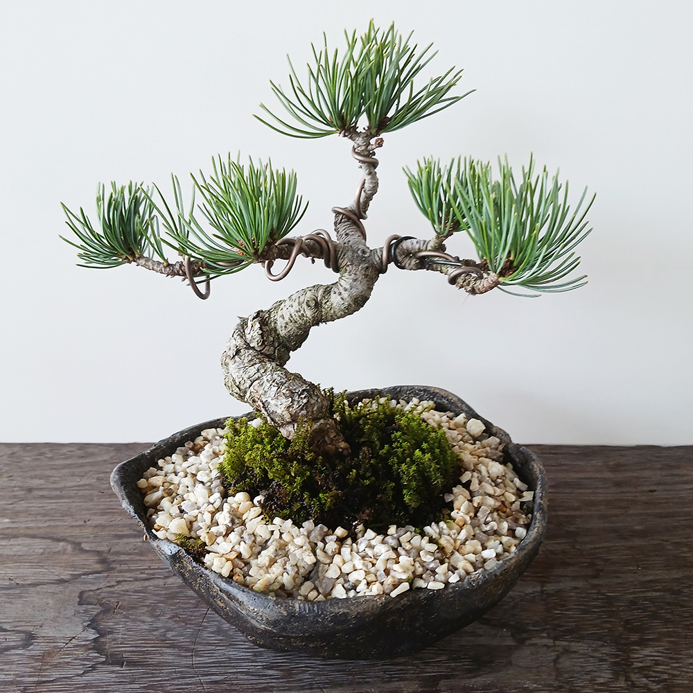 楽天市場】盆栽 八房五葉松 ゴヨウマツ くらま岩風鉢 鞍馬 ミニ盆栽