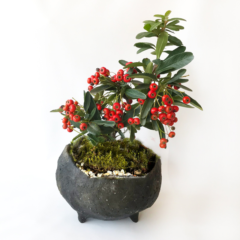 楽天市場】現在実なし 盆栽 ピラカンサの盆栽鉢 真山茜 炭化焼締鉢