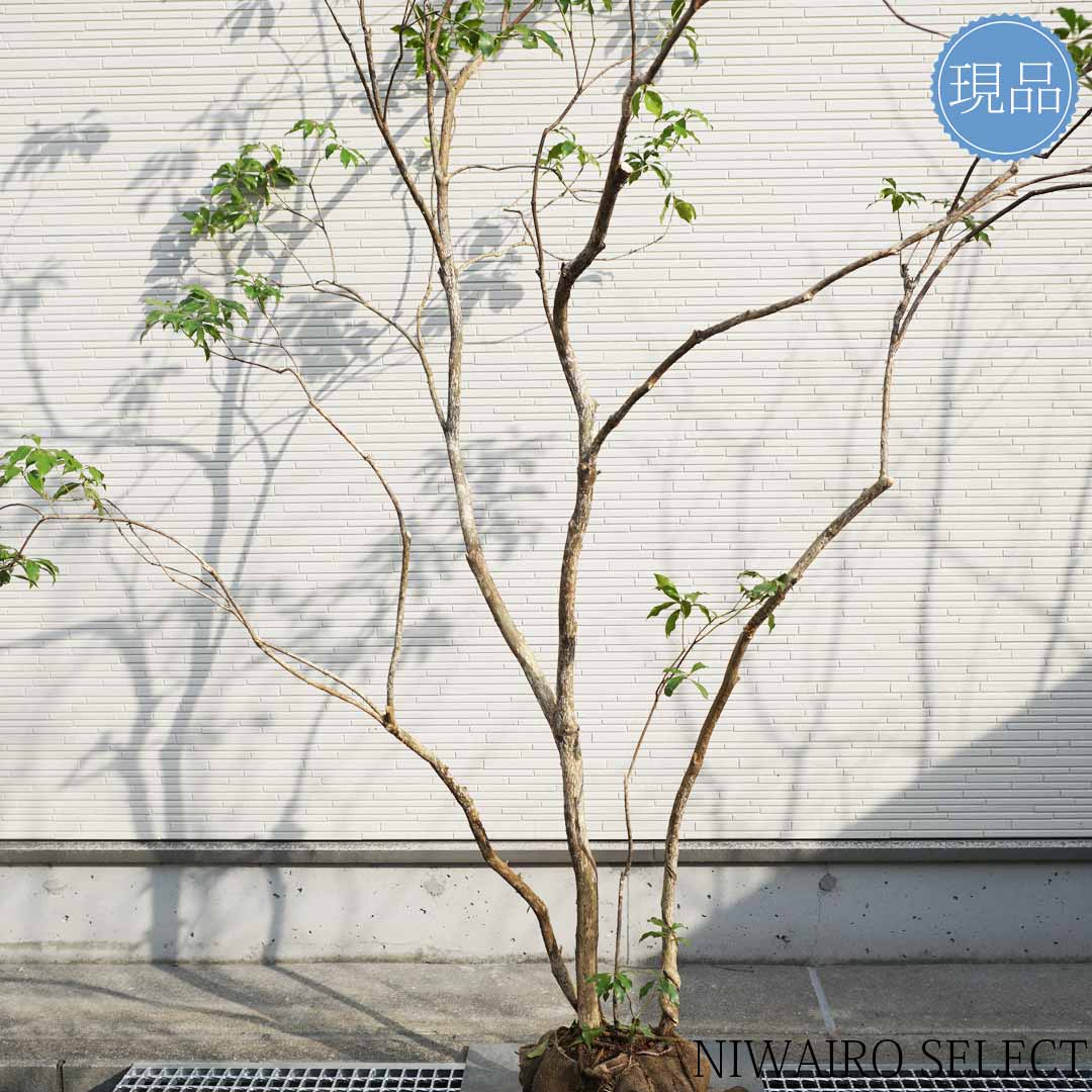 701 山採り アセビ 楽天市場】【現品】山採り【大型アセビ】白花