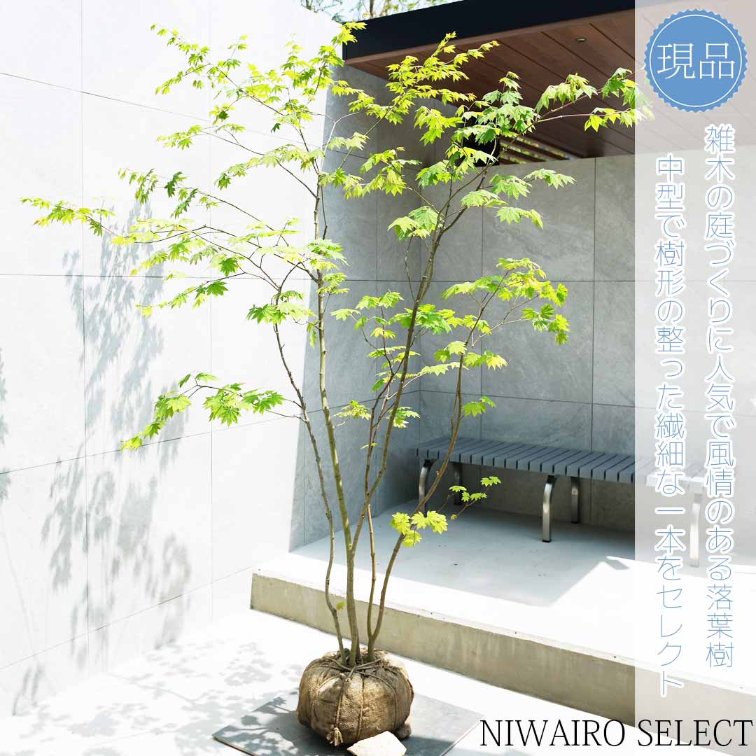 楽天市場】【現品】山採り【コハウチワカエデ】小羽団扇楓 株立ち 自然
