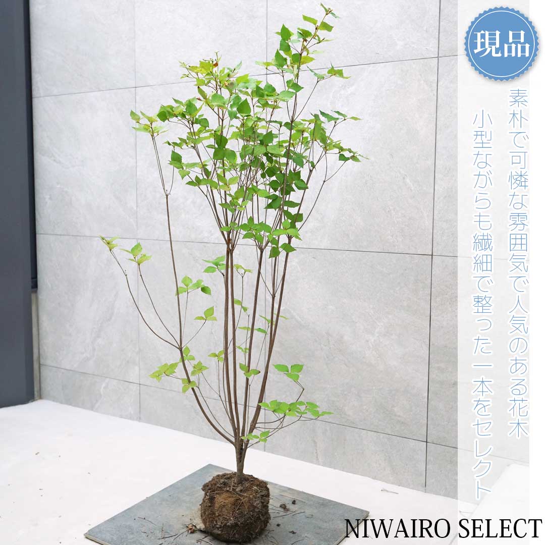 楽天市場】【ミツバツツジ】三つ葉躑躅 自然風樹形 樹高H≒125 × 枝張W