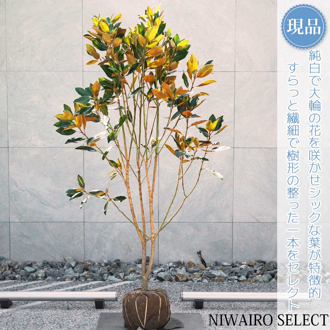 楽天市場】【現品】【リトルジェム】タイサンボク 矮性 自然風樹形