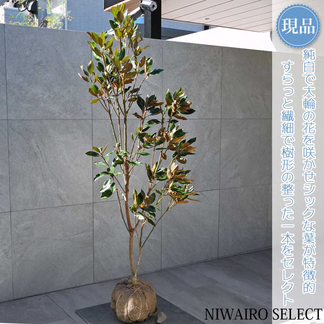 楽天市場】【現品】【リトルジェム】タイサンボク 泰山木 矮性 自然風