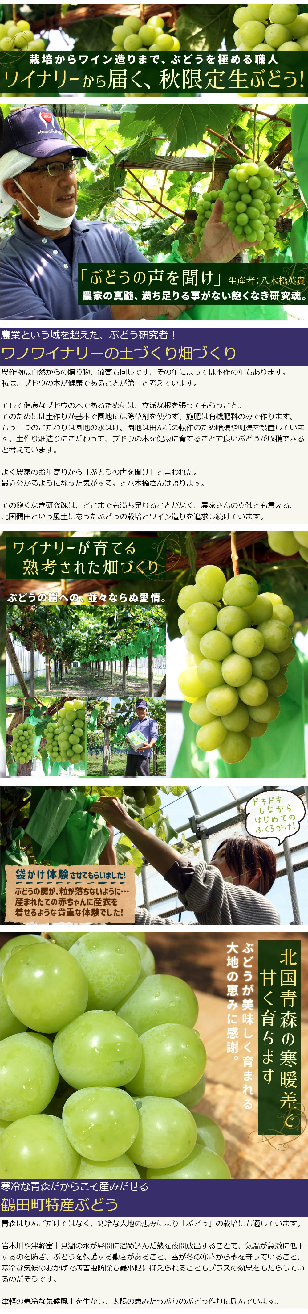 青森県産 【青森県産 ぶどう シャインマスカット 1kg前後】2－3房 家庭