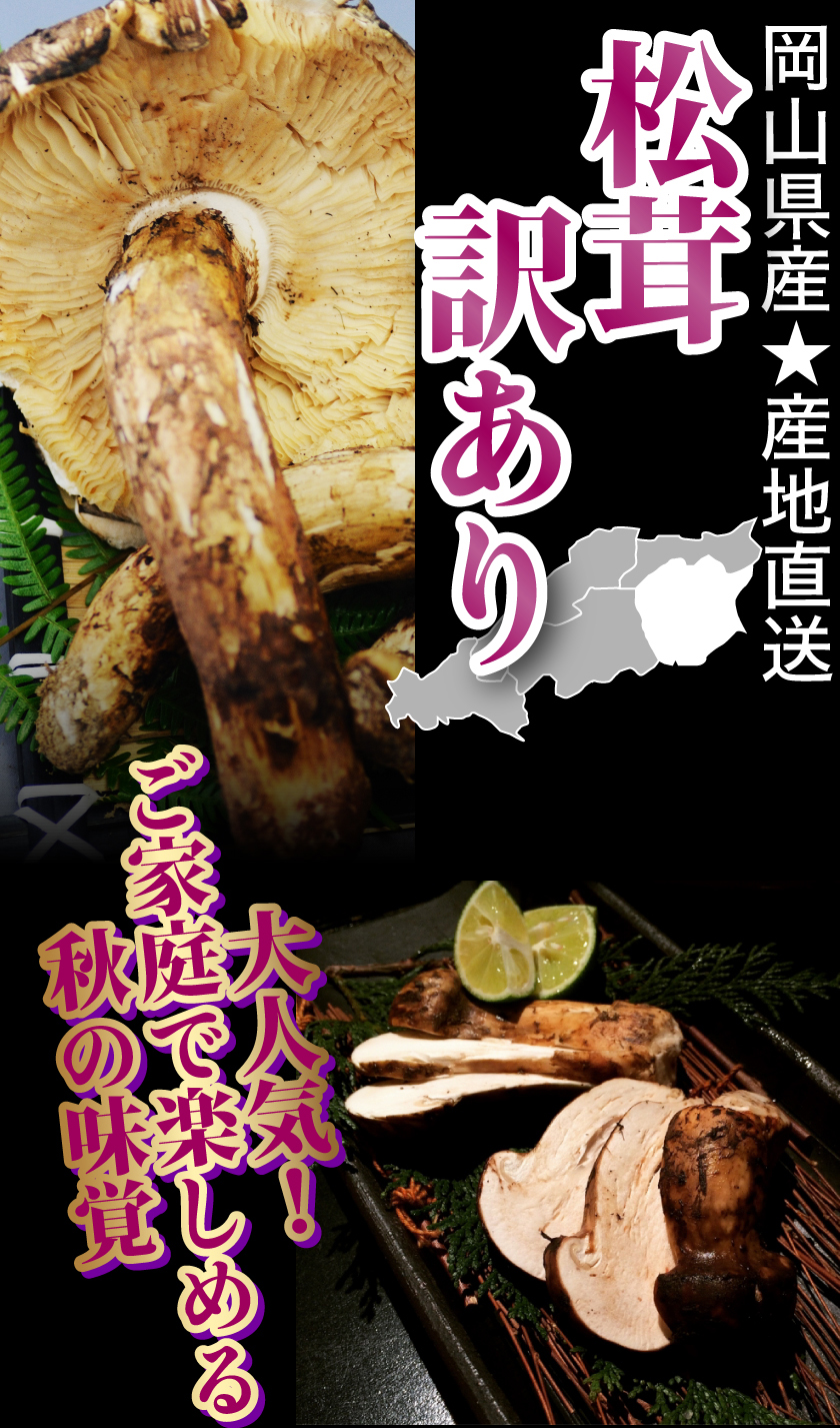 楽天市場】2026年10月分予約 【全額返金】松茸 訳あり 国産 産地直送