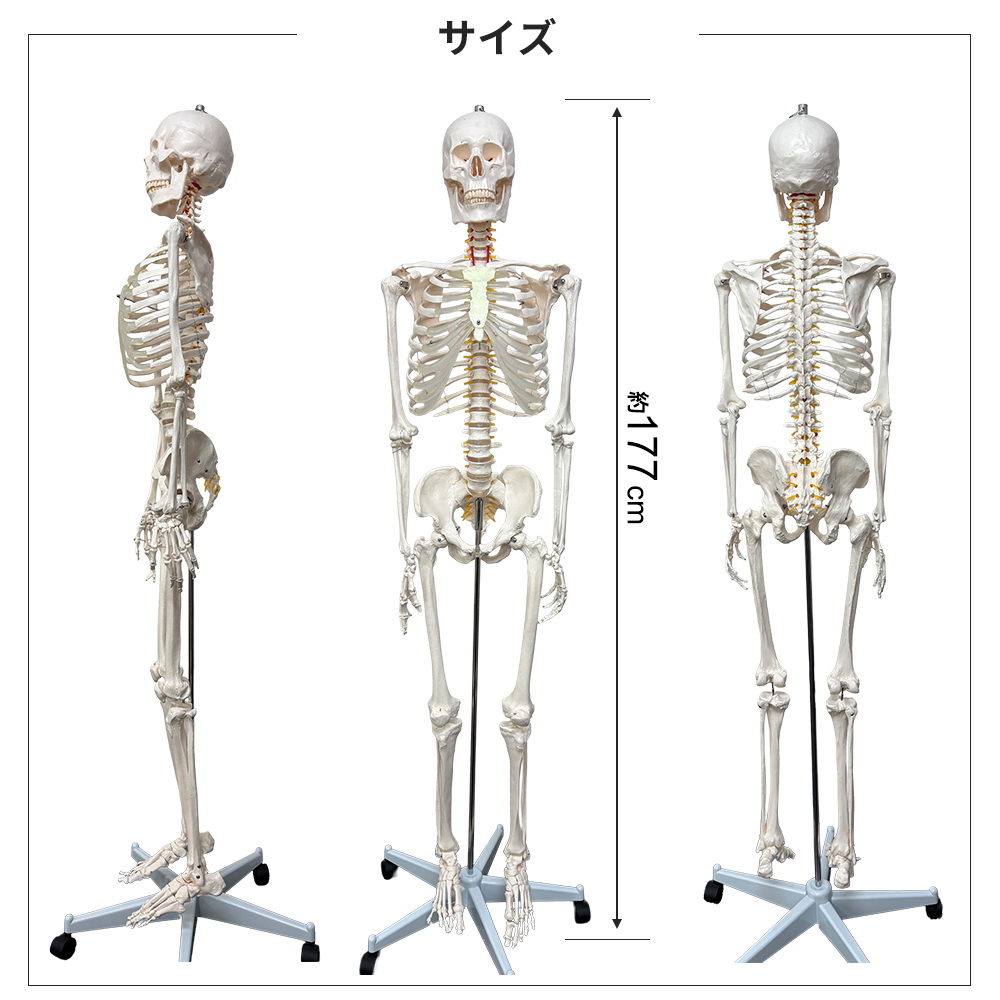 楽天市場】【楽天1位受賞】人体模型 Rohs認証品 骨格模型 等身大 全長
