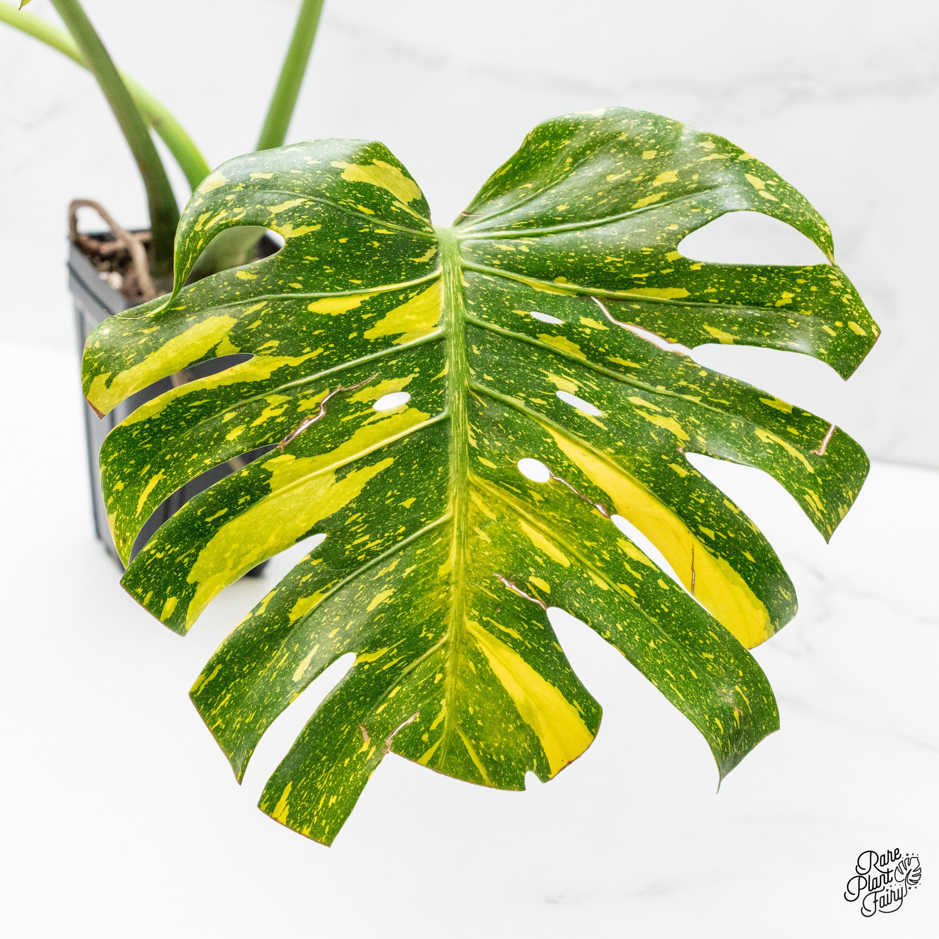 Monstera Deliciosa 'Electrolyte' (wk3-UF) – Rare Plant Fairy