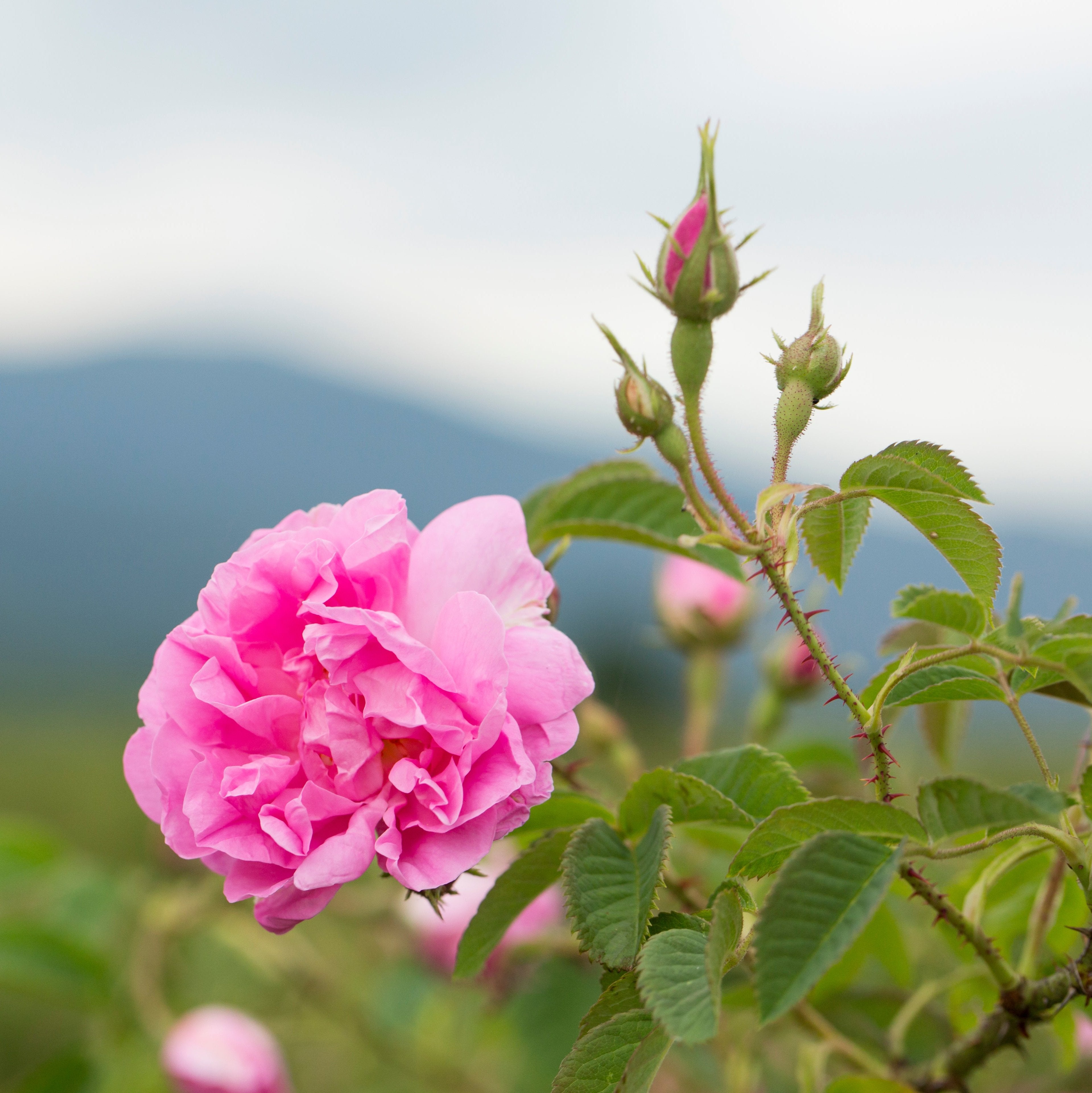 RASTENIE organic スキンケア スターターセット – RASTENIE