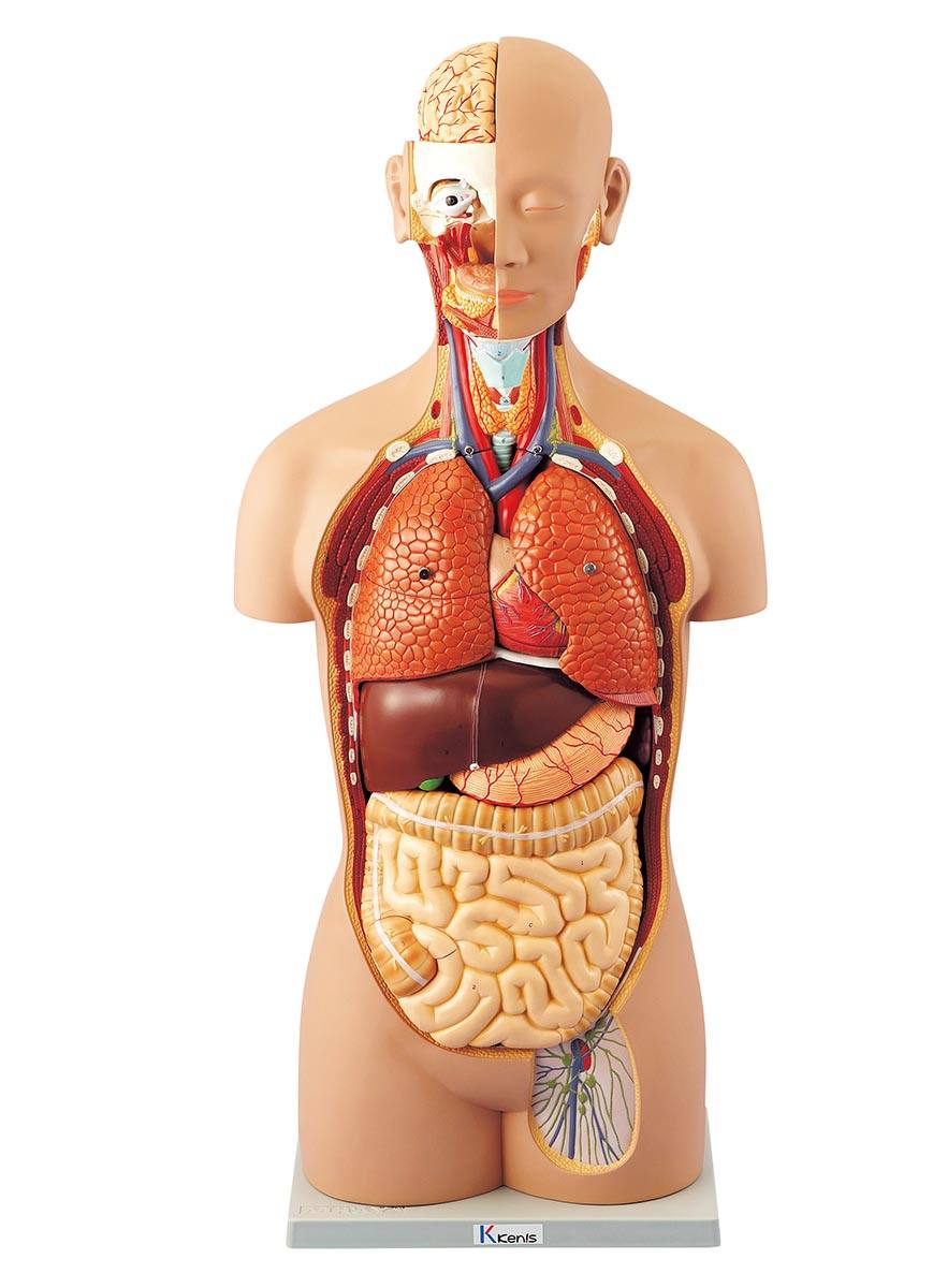 人体解剖模型（トルソー型） AL－16【りかなび】ケニス株式会社