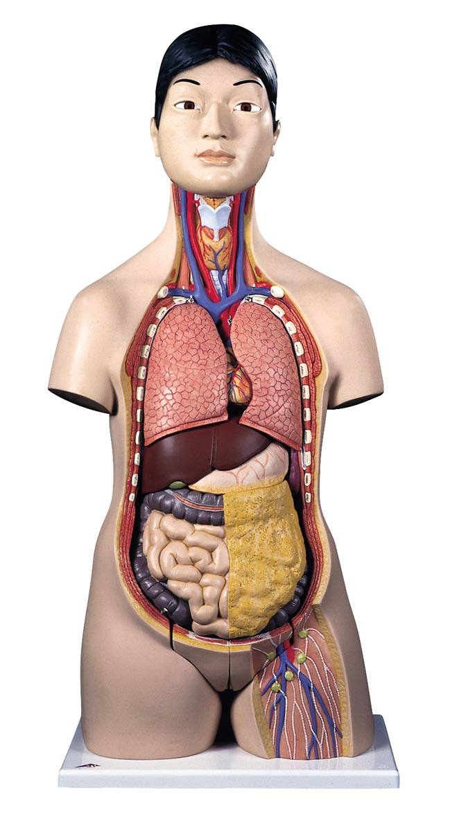 人体解剖模型（トルソー型） B32－4【りかなび】ケニス株式会社