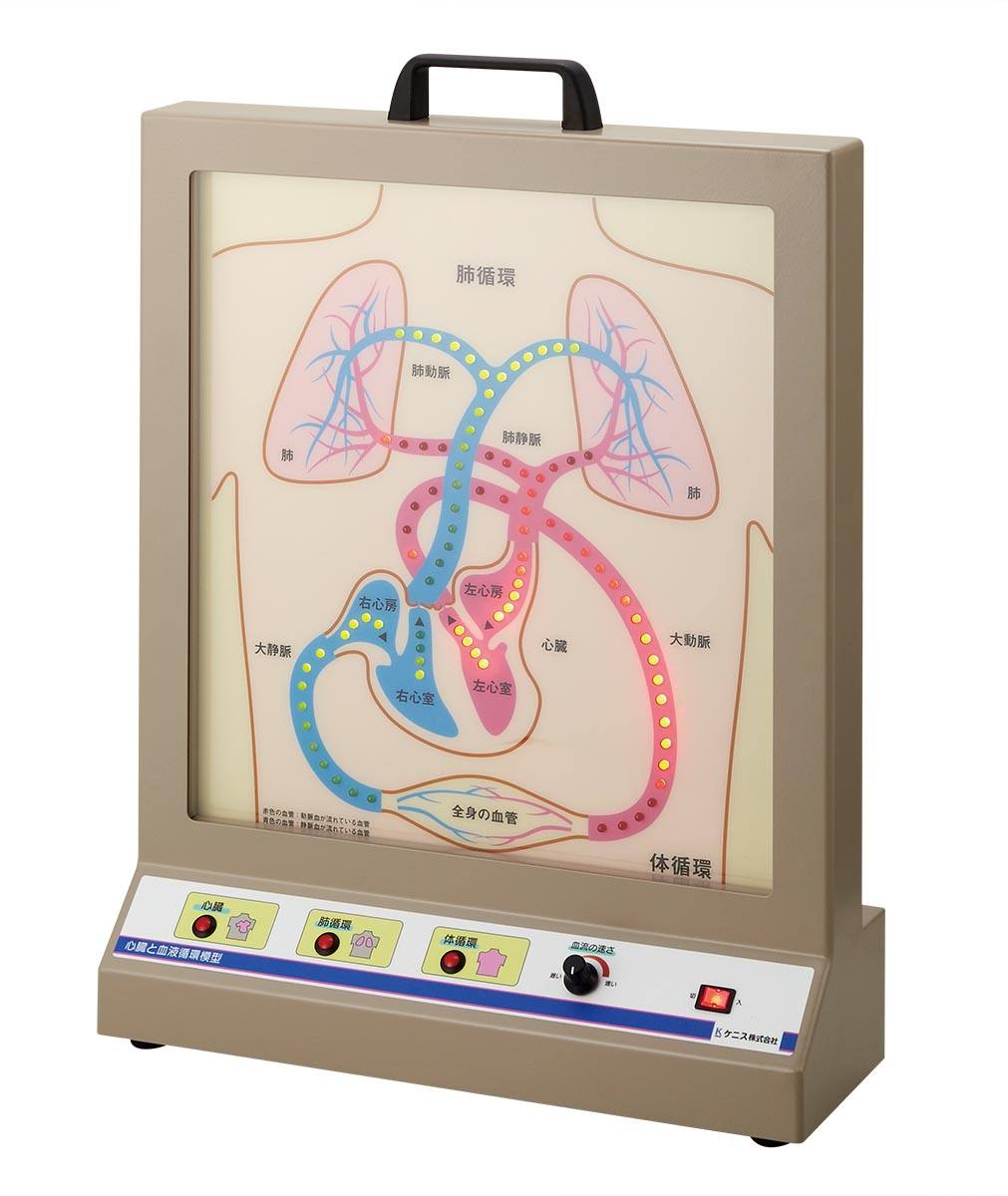心臓と血液循環模型 BCL【りかなび】ケニス株式会社