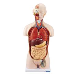 人体解剖模型（トルソー型） DT27【りかなび】ケニス株式会社