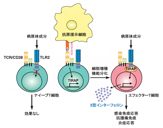 病原体成分がT細胞を活性化するメカニズムを解明 | 理化学研究所