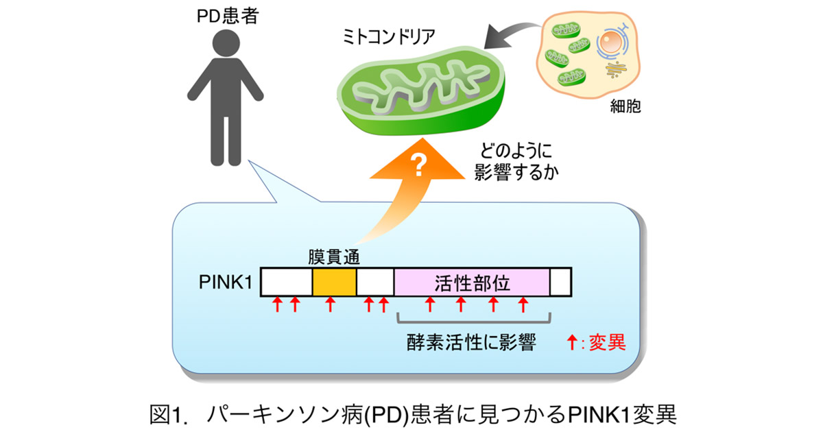 若年性パーキンソン病の原因遺伝子変異の新たなメカニズムを解明