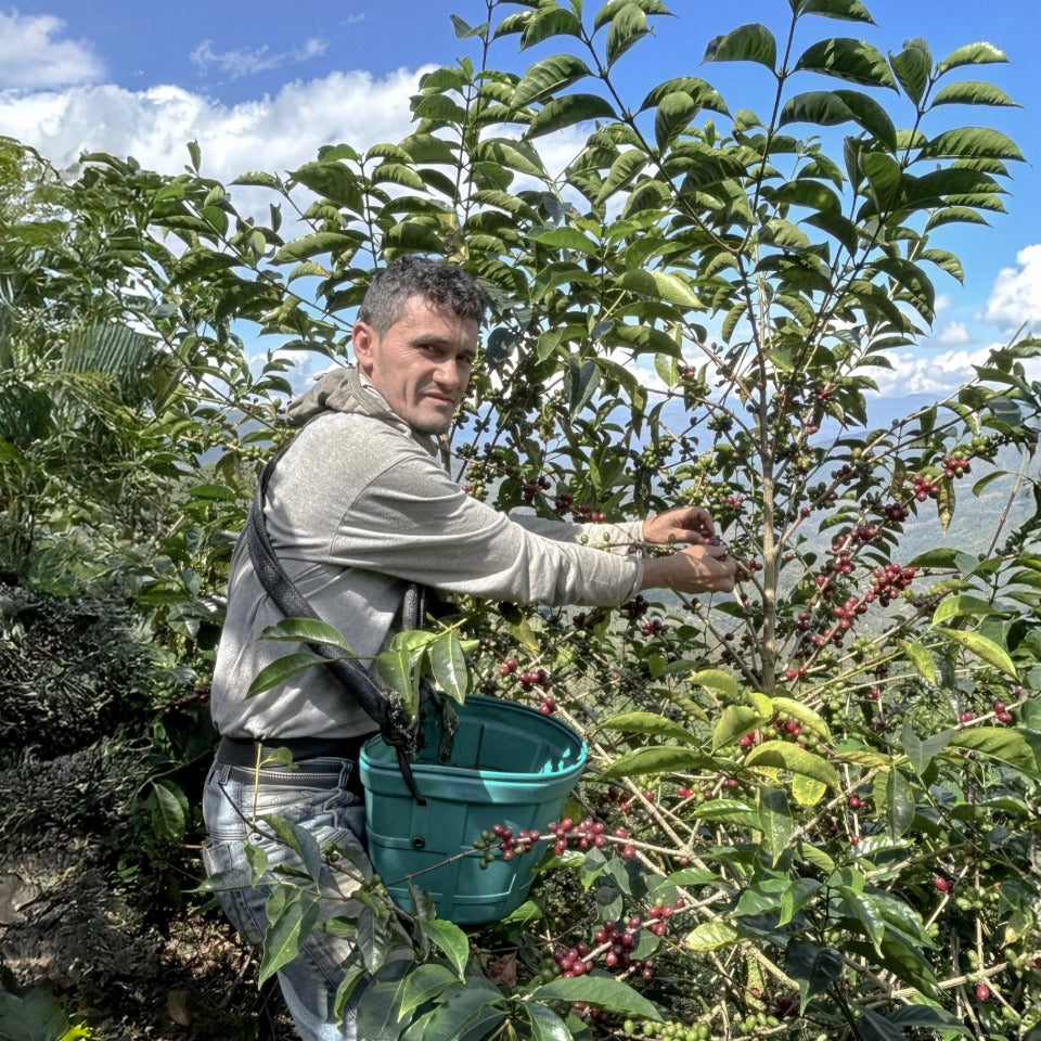 ペルー ミラフローレス農園 ジャバ アナエロビック ウォッシュド