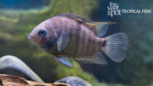 CENTRAL AMERICAN CICHLIDS | The Wet Spot Tropical Fish
