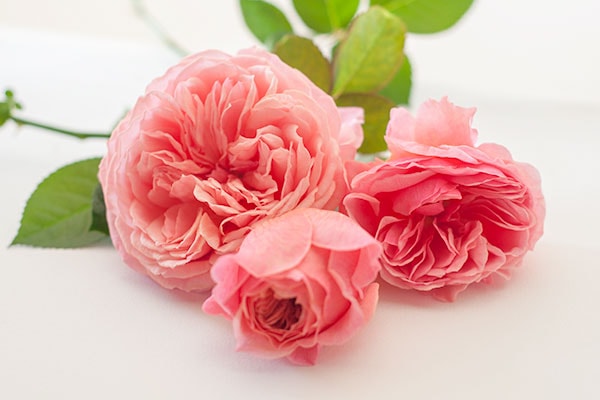 かおりかざり kaolikazali – WABARA online store