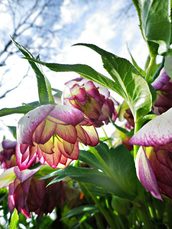 森の中の隠れ家 ドリプレローズガーデン