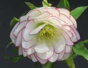 クリスマスローズ ダブル シングル 開花株セレクト 販売