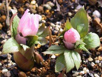 クリスマスローズ ヘレボルス原種・交配種 原種交配販売 ＞ クリスマス