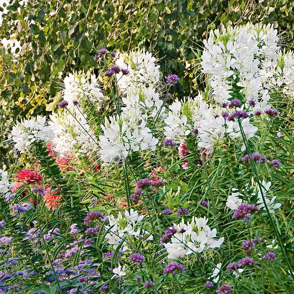 Cleome hassleriana 'White Queen' | White Flower Farm