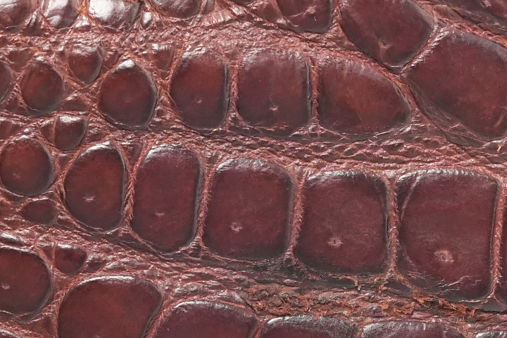 2024WILDSWANS CROCODILE FAIR 5(ベイカーオークバークポロサス編