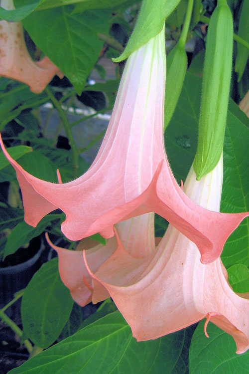 brugmansia-x-insignis-pink-
