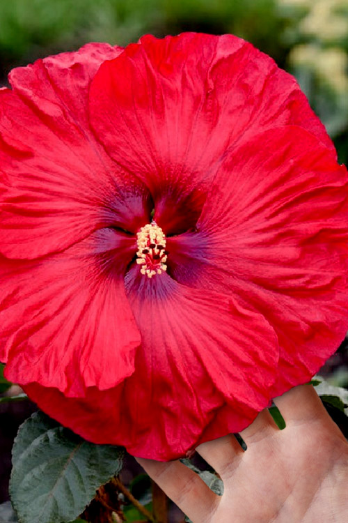 Buy Valentines Crush Hardy Hibiscus | FREE SHIPPING | Wilson Bros