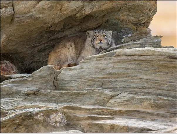 西ヒマラヤのマヌルネコ ｜WWFジャパン