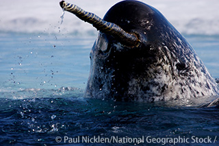 珍重されるイッカクの牙 一本のお値段は！？ ｜WWFジャパン