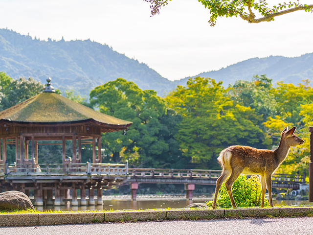 東京発 奈良旅行・奈良ツアーの格安予約|トラベルマルシェ