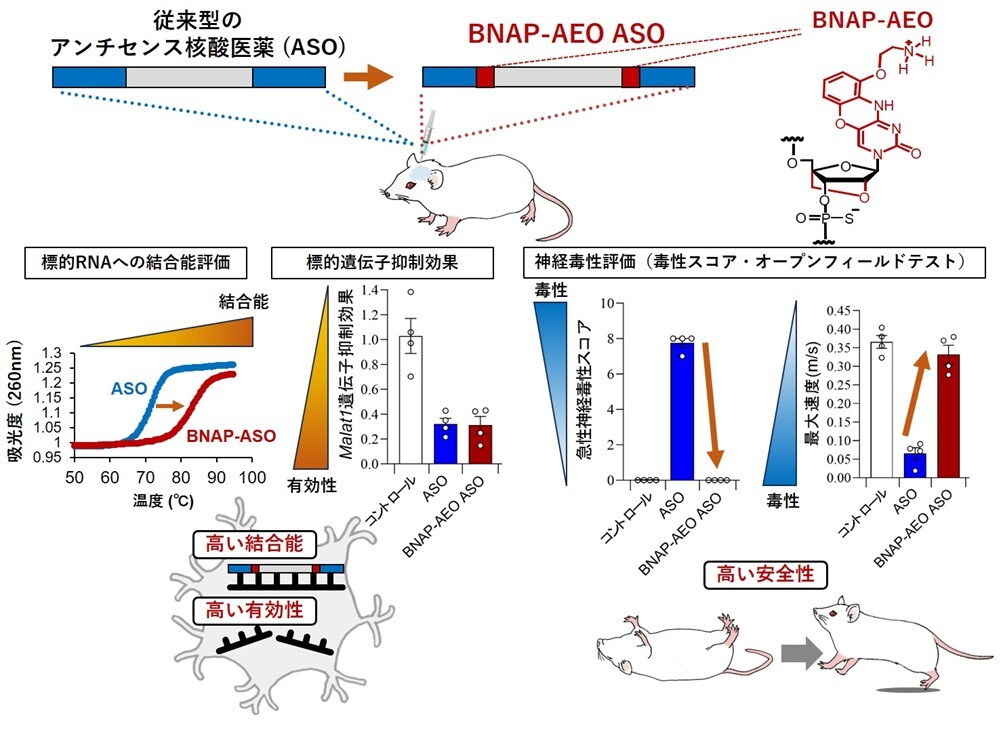 中枢神経を標的とした核酸医薬の高い有効性と安全性を有する技術開発に