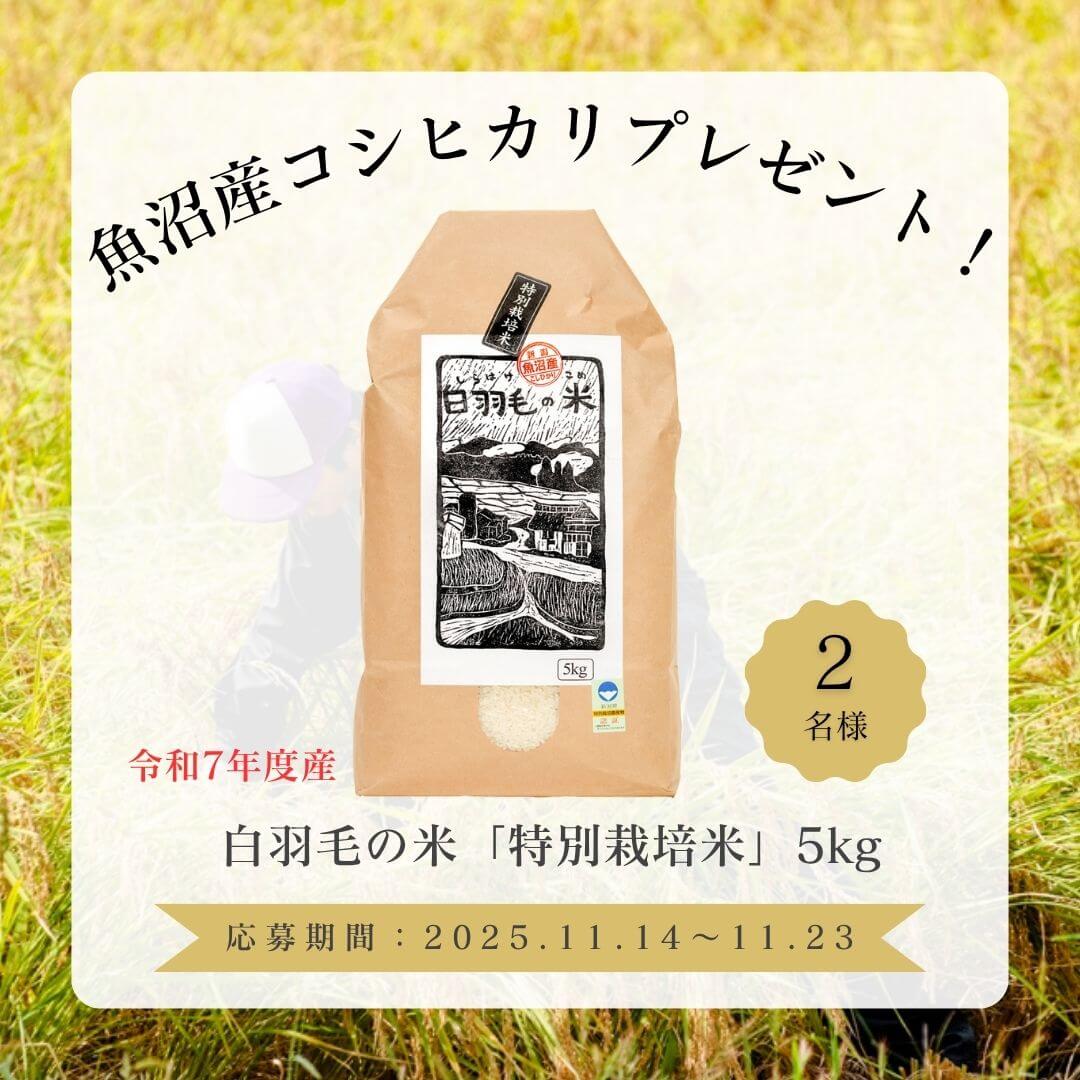 Xプレゼントキャンペーン開催中！フォロー＆リポストで魚沼産新米