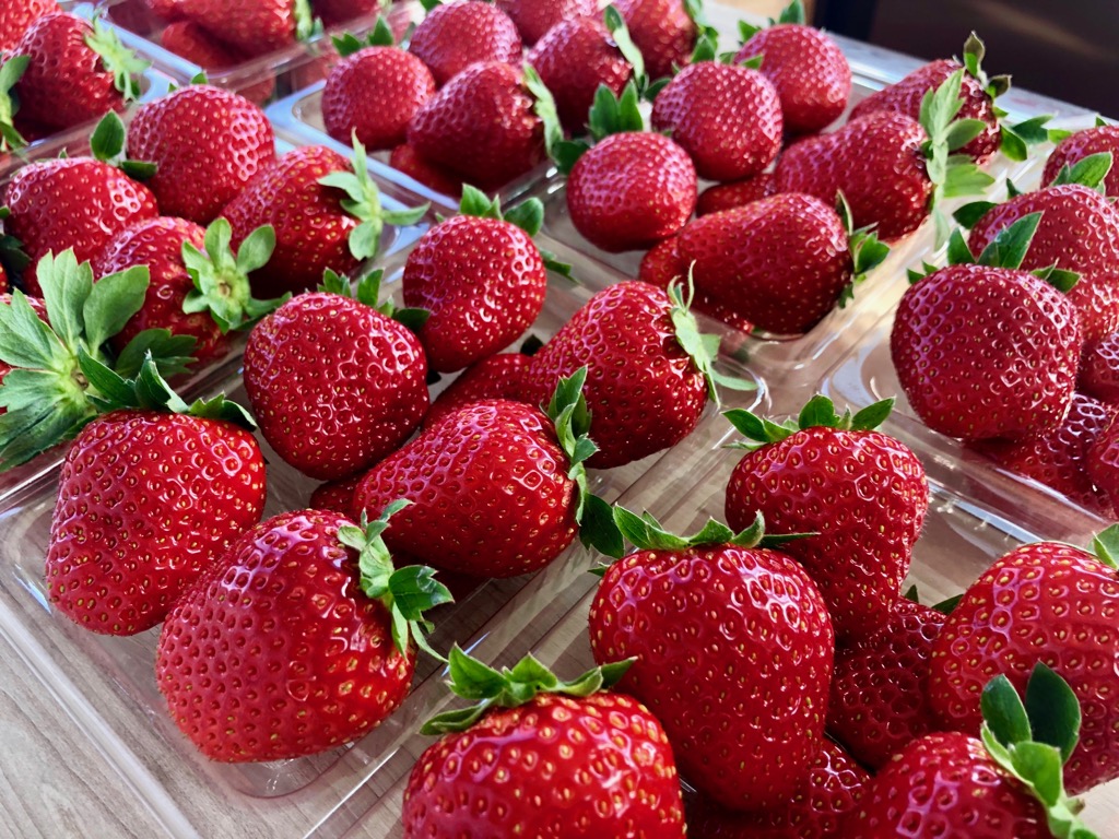 いちご狩り・いちご ぶどう直売 サニー農園 | 東海市観光協会