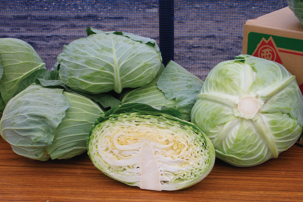 キャベツ 【YR彩藍2号】 耐病性で揃いのよい中生種 在圃性高く、濃緑